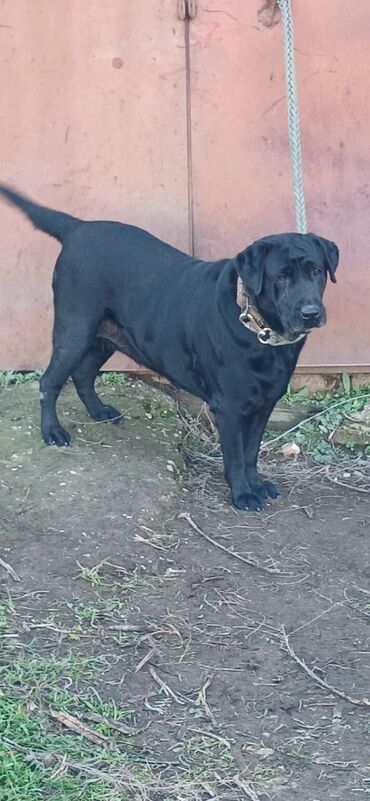 İtlər: Labrador-retriver, 2 il, Dişi, Ödənişli çatdırılma, Rayonlara çatdırılma