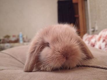 yonca piresi: Mini lop dovsan 1 ayliq peyvend olunub 20 Azn elave Ustunde orqanik — 3