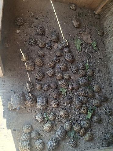 hamster satış: Istenilen sayda topdan satismiz movcuddu qiymet azi 10 eded alana — 2