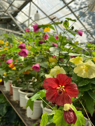 Садовые цветы и кустарники: Абутулионы — 25