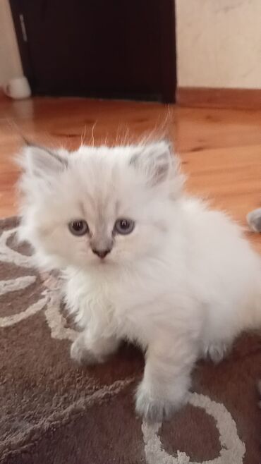 Pişiklər: Britaniya və Scottish və digər növlərin bala pişikləri var. Qiymətləri — 18