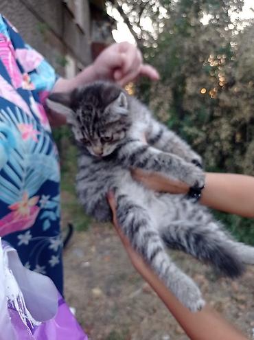 кисы: Кошка даром: Беспородная, 2 месяца, Девочка — 9