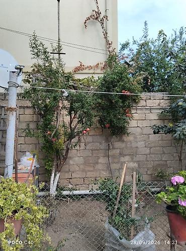 Həyət evləri və villaların satışı: 6 otaqlı, 6 kv. m, Orta təmir — 9