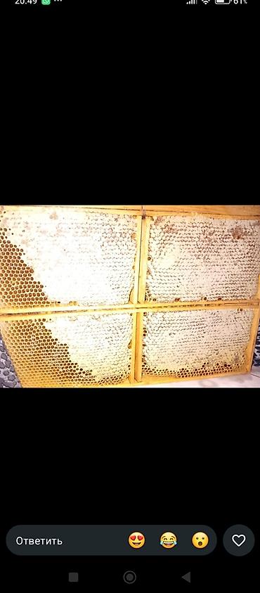 соты: Сотовый мёд в рамках - Натуральный мёд прямо в запечатанных сотах — 1