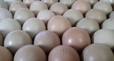 куплю инкубационное яйцо: Продаю инкубационное яйцо румынских фазанов. Цена 100 сомов за штуку