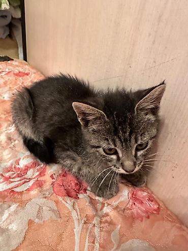 Үй жаныбарлары: Котёнок мальчик, 1,5 месяца лоток на пять полосатый тигрёнок (окрас — 2
