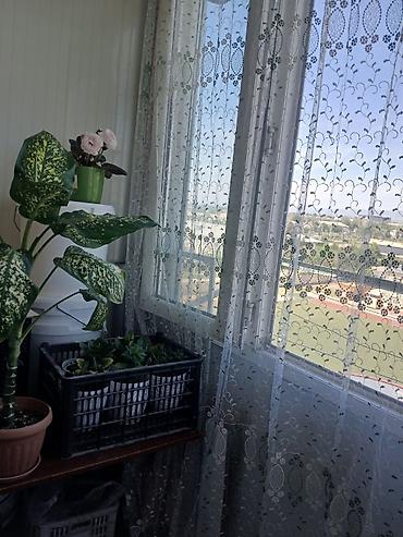кызыл кия кыз: 2 бөлмө, 52 м², 106-серия, 5 кабат, Косметикалык оңдоо — 5