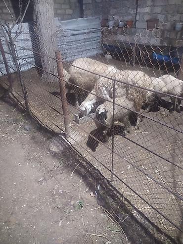 Qoyunlar, qoçlar: Ekiz qoyunlar — 10