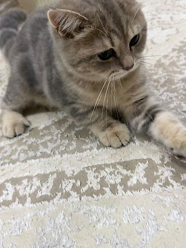Кошки: Шотландская, Самец, В добрые руки, Самовывоз — 1