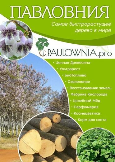 Дом и сад: Продается саженцы быстро растущего дерево Павловния