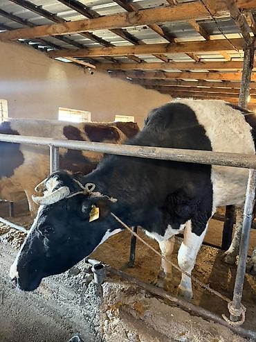 Коровы, быки: Продаю | Тёлка | Искусственник — 6