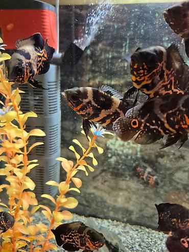 кислород для рыб: Продаю астронотусов (Глазчатый астронотус (Astronotus ocellatus) - — 6
