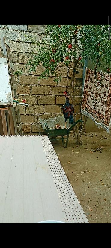 erkek pisik adlari: Mayda cxıb hələ bannamır aylmayıb istəyən gətirib yoxlayada biler - — 3
