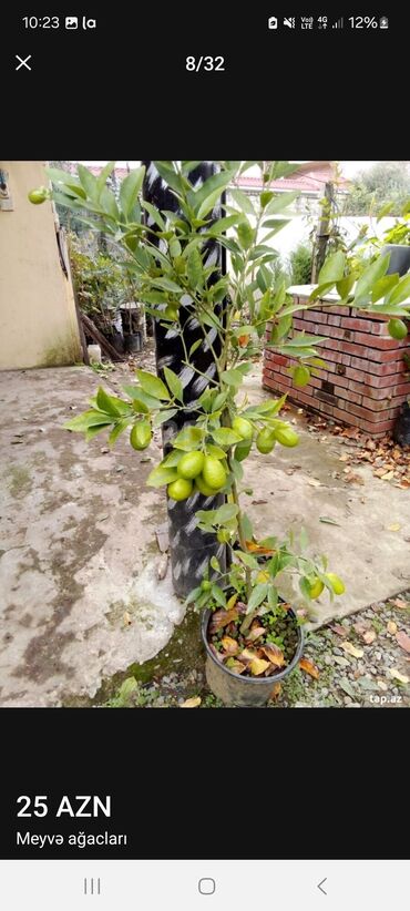 Tinglər: Müxtəlif dekorativ və meyvə ağaclarının tingləri. • Xurma-narıngi — 9