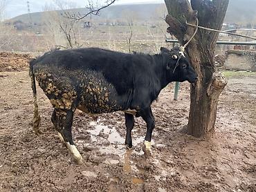 Коровы, быки: Продаю | Бык (самец) | На откорм — 12