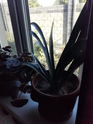 Замиокулькас (Долларовое дерево): Продаю комнатные цветы срочно только оптом цена договорная — 4