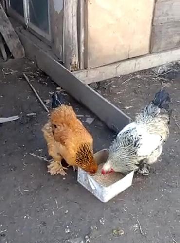 dark brama: Toyuq, Brama, Damazlıq — 1