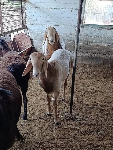 Продам с/х животных: Продаю | Баран (самец) | Арашан — 1