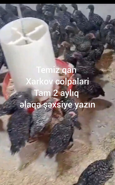Toyuqlar: Toyuq, Damazlıq