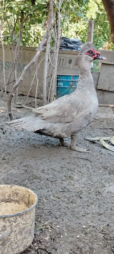 Inəklər, öküzlər: Erkək, | Lal ördək, Damazlıq