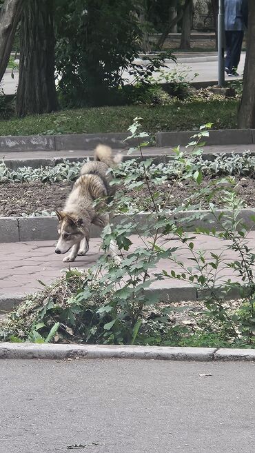 бюро находок ошский рынок: Собака в парке Тоголок Молдо