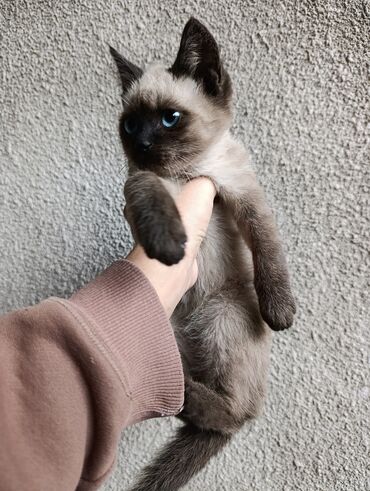 скоттиш фолд шотландская вислоухая кошка: Сиам, 3 айлык, Эркек, Лотокко барууга үйрөтүлгөн