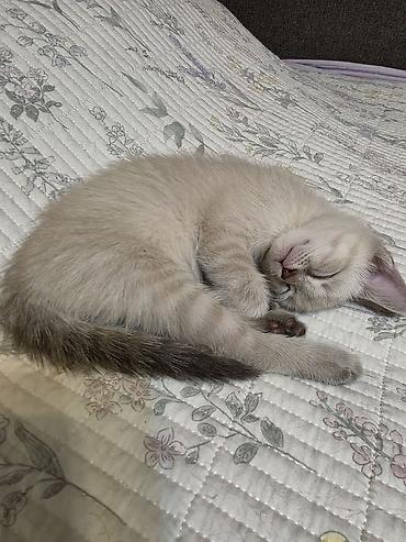 сиамский: Кошка даром: Сиамская, 2 месяца, Мальчик — 1