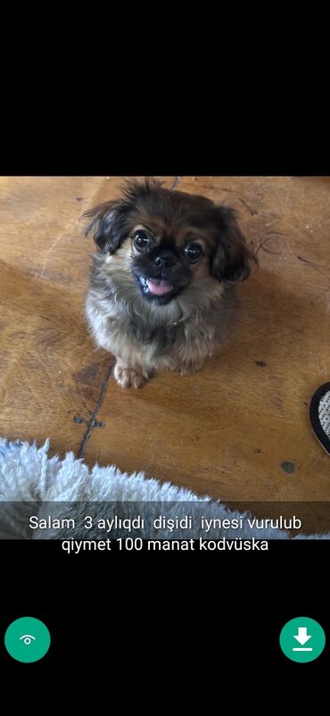 İtlər: 3 ay, Dişi, Peyvəndli — 8