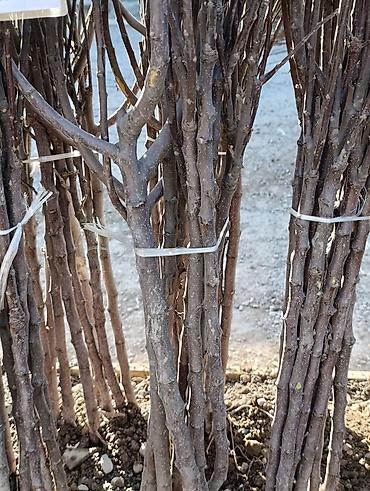 Яблоня: Саженцы плодовых деревьев (осенне-весенняя посадка) Ассортимент по — 10