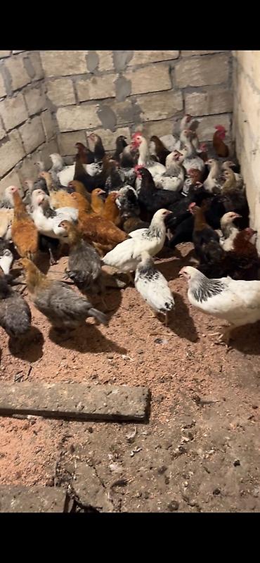 ördək balası və cücə: Məhsul: Yerli cins toyuqlar (qarışıq rəng və tiplər) Təsvir: - — 1