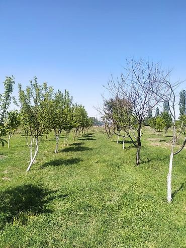 куры живые: Farm КРС, 10000 соток, Действующий, Частично с оборудованием, Электричество — 7