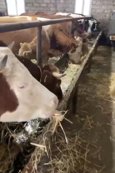 golden retriever balası in Azərbaycan | İTLƏR: Cavan ineklerdi qiymetleri 2300 den 3500 kimi ineye ve cinsine gore