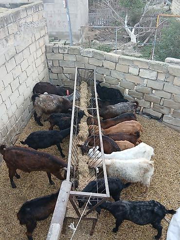 Keçilər, çəpişlər: Qoyun-keçi sürüsü satılır - Təsvir: Açıq otlaqda saxlanılan qarışıq — 12