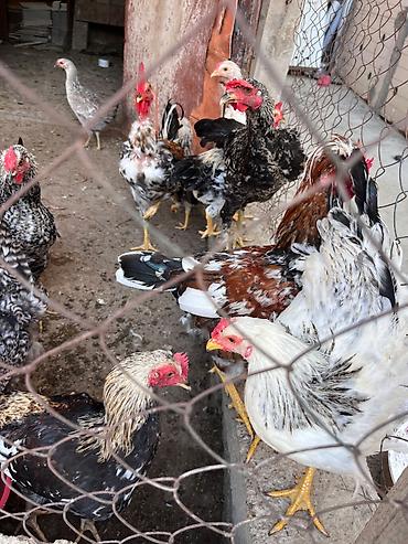 İlk günündən özüm böyütdüyüm heyvanlardi hər biri sağlamdir fərələr