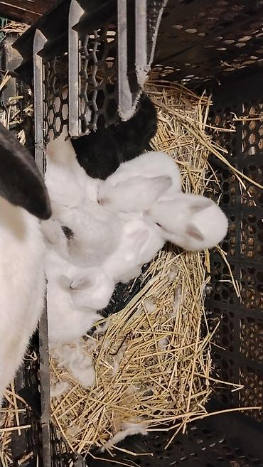 Dovşanlar: 🐇 Velikan və Kaliforniya Dovşanları Satılır Təmiz qan xəttindən olan — 22
