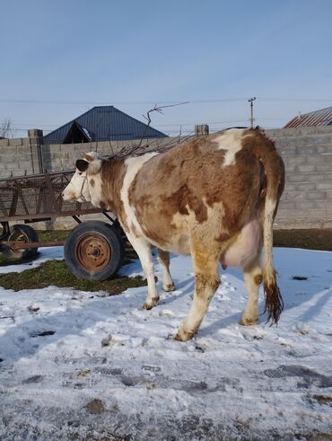 дойных коровы: Продаю Каров Доеных и Стелиных 1-2-3 ателами молоко даный момент