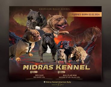 krevet za velike pse: American bully ""MIDRAS KENNEL"" Veoma retka rasa u regionu