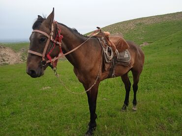 лошадь кыргызстан: Продаю | Жеребенок | Полукровка | Рабочий