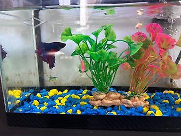 Akvariumlar: Masaüstü akvarium seti - Şüşə akvarium: düzbucaqlı forma, kompakt — 7