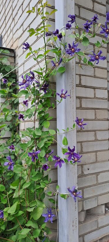 Садовые цветы и кустарники: Саженцы цветка: Клематисы — 6