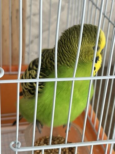 Tutuquşları: Hazır cüt tutu quşular qefedi yuvası ile bir yerde 35 manata — 13