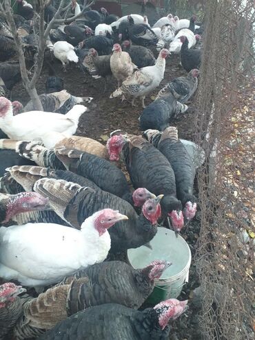 купить корм для перепелов несушек: Продаю | Индюк (самец) | Для разведения