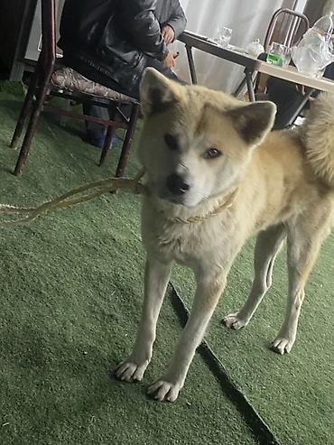 it pekines: Akita-inu — 1