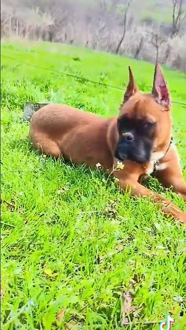 İtlər: Bokser -da lalafo.az — 2 İtlər: Bokser — 2