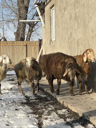 Кочкорлор, койлор: Продаются бараны