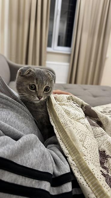 Продажа кошек: Шотландский вислоухий котенок (скоттиш-фолд) - Окрас: серый — 2