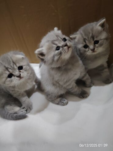 Pişiklər: Boz rəngli balaca pişiklər – yumşaq tüklü, iri qara gözlü, qısa — 5