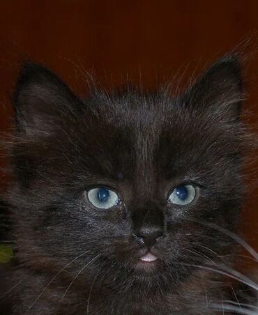 черный кот: Отдам котят в хорошие руки
3 месяца 
Черные, глаза голубые
