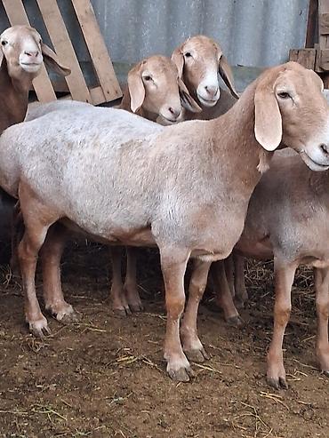 Продам с/х животных: Продаю | Овца (самка) | Для разведения | Матка — 1