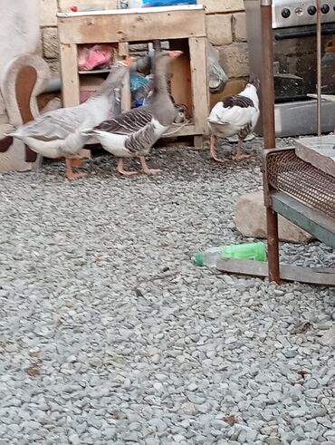 Inəklər, öküzlər: Dişi, Damazlıq, Ünvandan götürmə